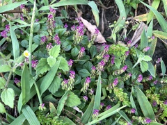 Polygala tatarinowii