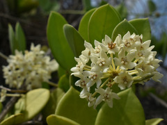 Hoya australis australis