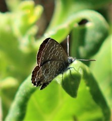 Theclinesthes sulpitius
