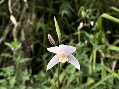 Bletilla formosana
