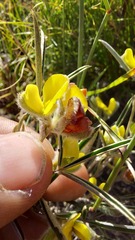 Argyrolobium angustissimum