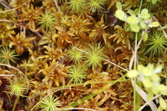 Polytrichum subpilosum