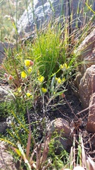 Argyrolobium angustissimum