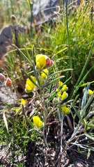 Argyrolobium angustissimum