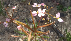 Stylidium rigidulum