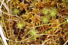 Sphagnum truncatum
