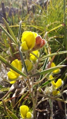 Argyrolobium angustissimum