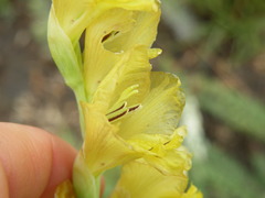 Gladiolus woodii