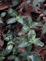 Goodyera daibuzanensis