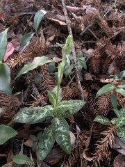 Goodyera daibuzanensis