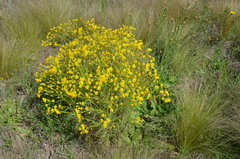 Senecio pampeanus