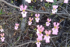 Stylidium androsaceum