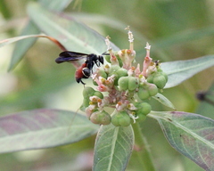 Leucospis petiolata