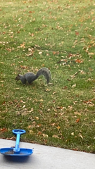 Sciurus carolinensis