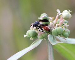 Leucospis petiolata