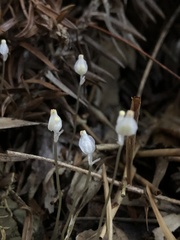 Burmannia nepalensis