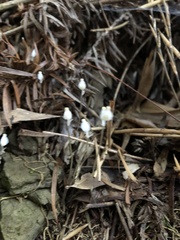 Burmannia nepalensis