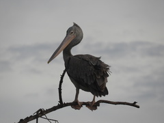 Pelecanus philippensis