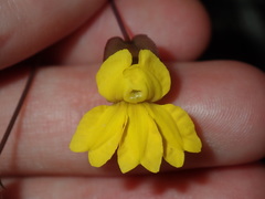 Goodenia caroliniana