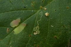 Stigmella speciosa