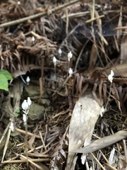 Burmannia nepalensis