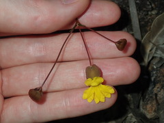 Goodenia caroliniana