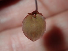 Goodenia caroliniana