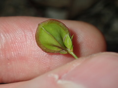 Goodenia caroliniana