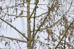 Turdus iliacus