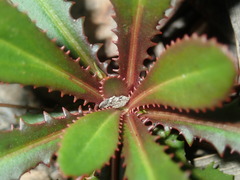 Goodenia caroliniana