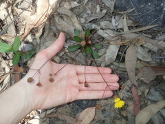 Goodenia caroliniana