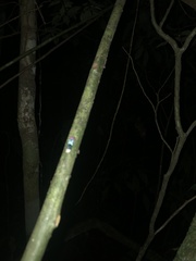 Amblyscarta opulenta