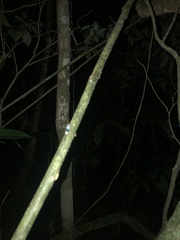 Amblyscarta opulenta