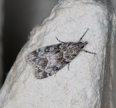 Eudonia lacustrata
