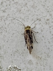 Trichadenotecnum alexanderae