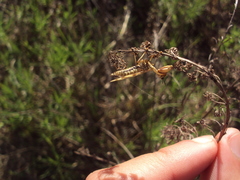 Paramantispa decorata