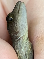 Anolis marsupialis