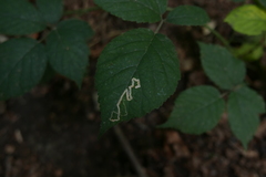 Stigmella splendidissimella
