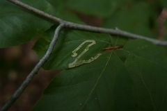 Stigmella hemargyrella
