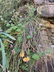 Pelargonium australe