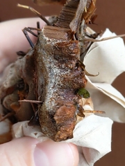 Inonotus glomeratus