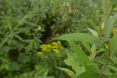 Meliscaeva cinctella