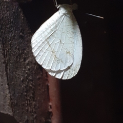 Leptosia nina