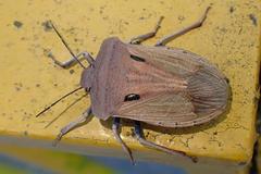 Chalcopis glandulosa