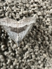 Dichromodes leptozona