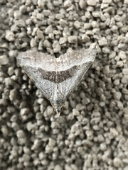 Dichromodes leptozona