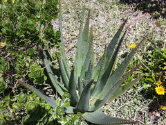 Aloe succotrina