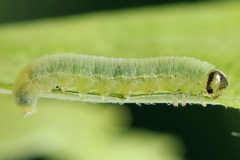 Pristiphora appendiculata