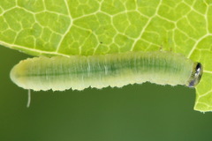 Pristiphora appendiculata