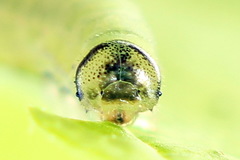 Pristiphora appendiculata